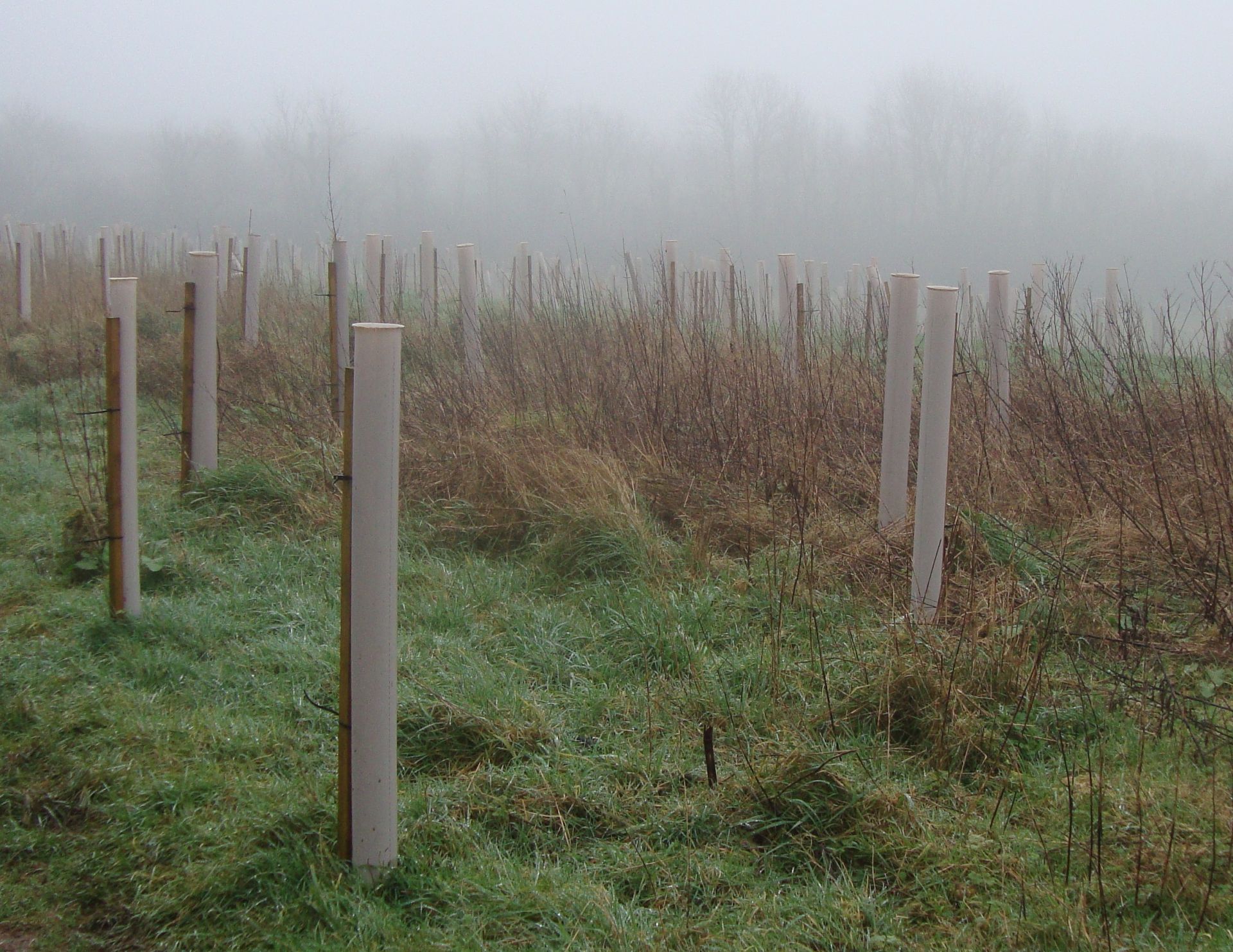 Saplings in mist
